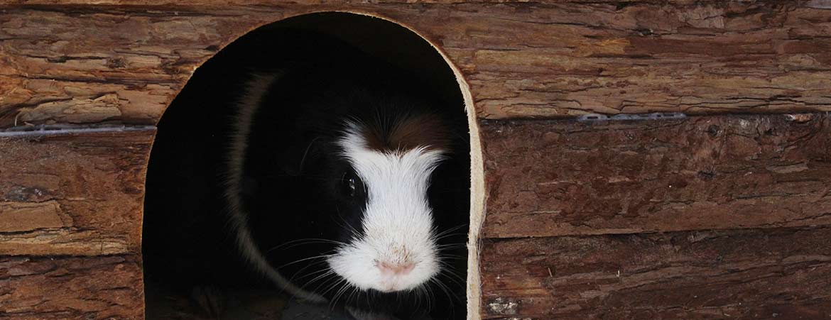 Meerschweinchen Meerschweinchen