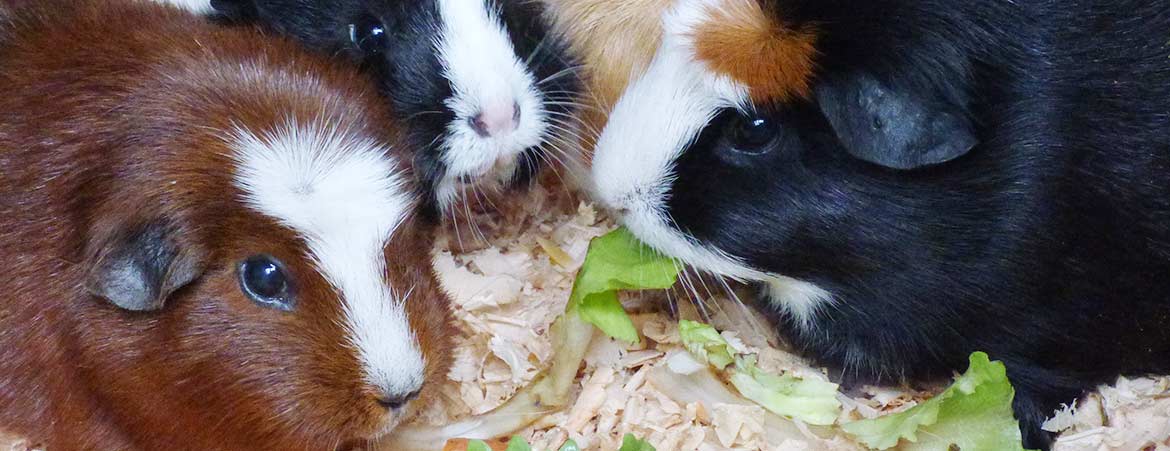 Meerschweinchen Meerschweinchen