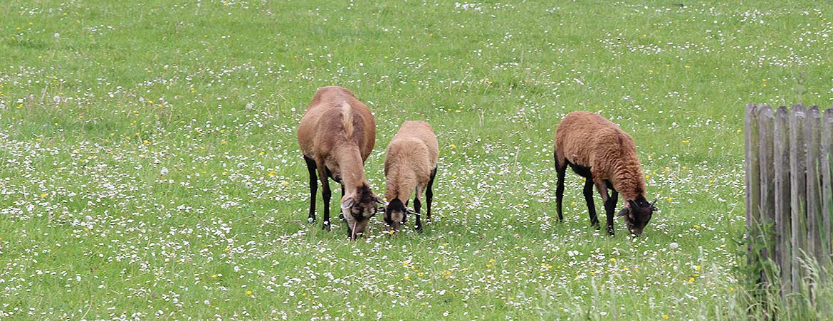 Ziegen Ziegen